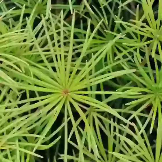 Sciadopitys verticillata Japanese Umbrella Pine 19cm Pot